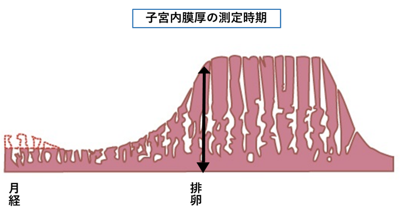 子宮内膜厚の測定時期